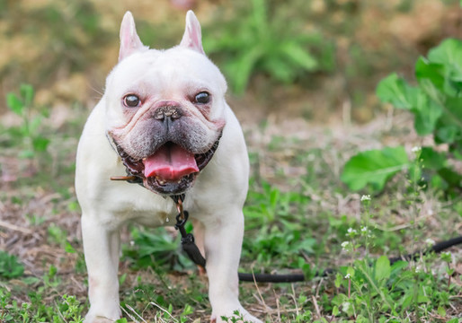 法蘭西斗牛犬