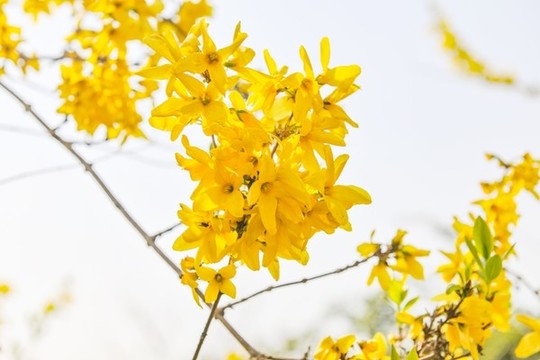 迎春花開
