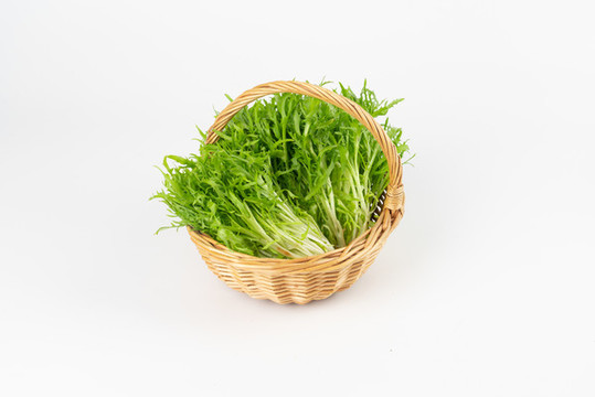 苦菊