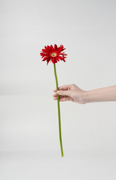 弗朗菊花