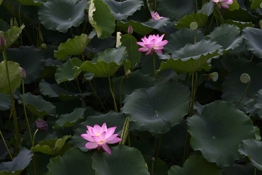 荷花