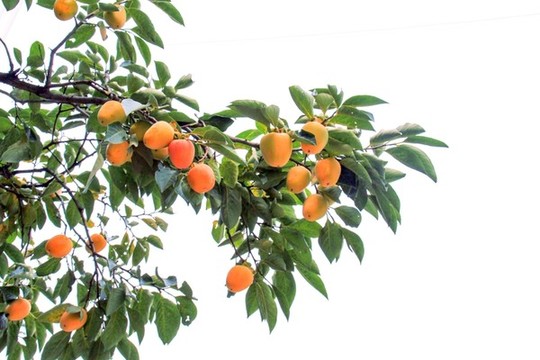 柿子樹(shù)