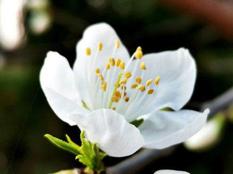 李子