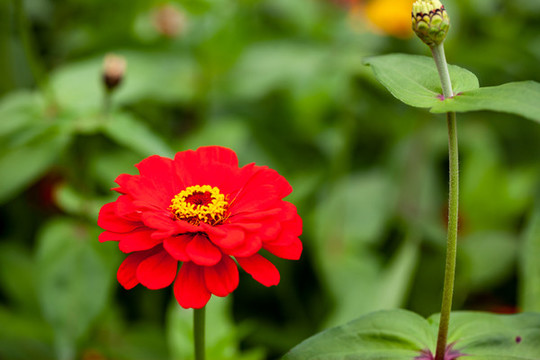百日菊