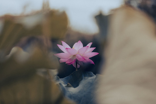 荷花