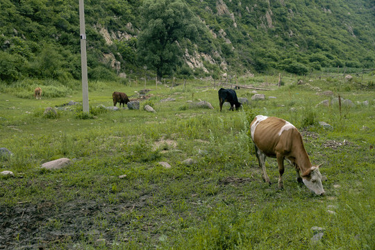 草原牧場(chǎng)的動(dòng)物和風(fēng)景