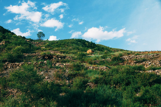 草原牧場(chǎng)的動(dòng)物和風(fēng)景