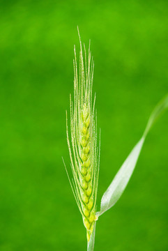 麥穗