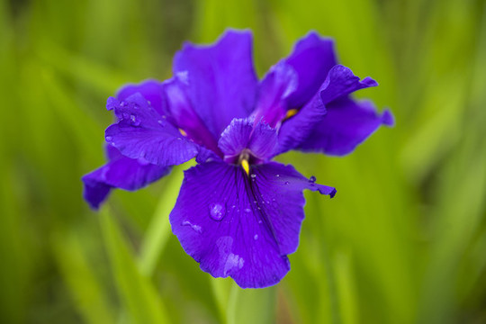 鳶尾花花朵