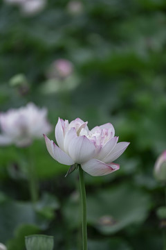 夏至夏日荷花實(shí)拍圖