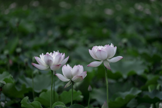 夏至夏日荷花實拍圖