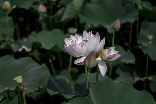 夏至夏日荷花實(shí)拍圖