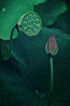 夏荷