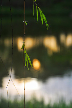 鹿江公園