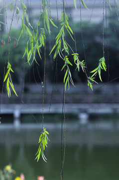 鹿江公園