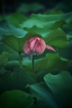 夏荷