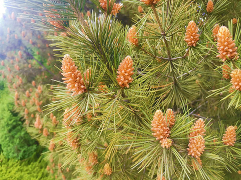 松花