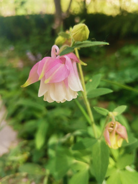 耬斗菜