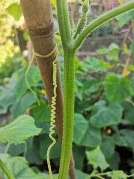 黃瓜藤卷須綠色生機(jī)環(huán)保植物