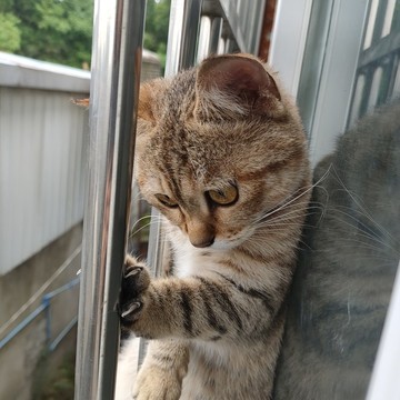 貍花貓