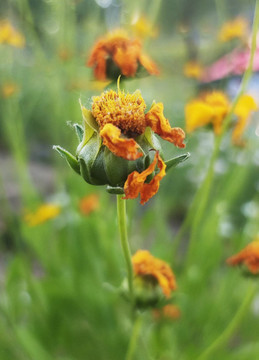 路邊野菊花小花苞