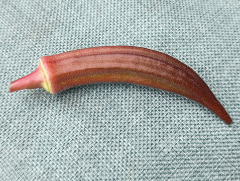 靜物紅秋葵