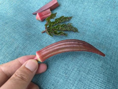 特寫紅秋葵