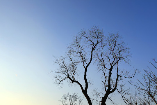 獨(dú)樹天空