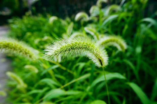 狗尾草昆蟲
