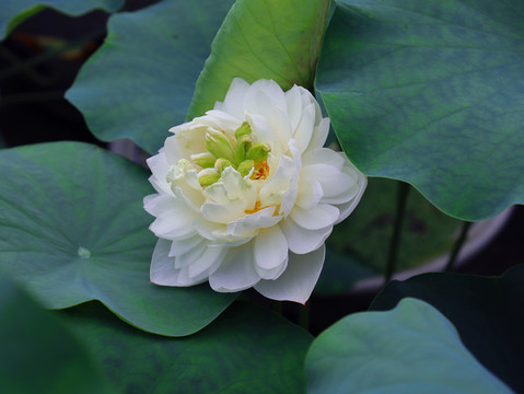 蓮花中的白雪公主