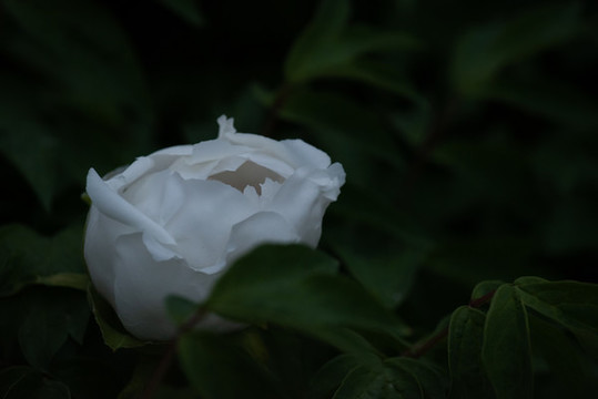 牡丹花特寫照片