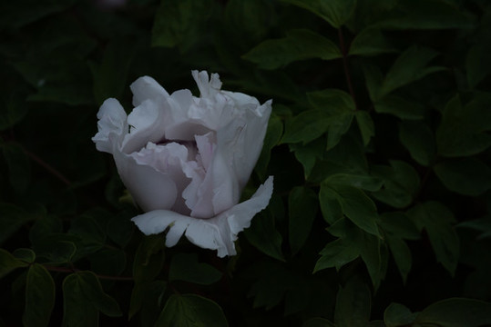 牡丹花特寫(xiě)照片