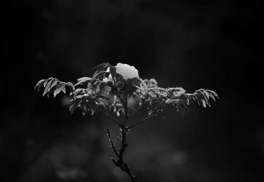 牡丹花特寫照片