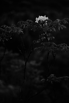 牡丹花特寫照片