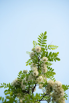 洋槐花特寫照片