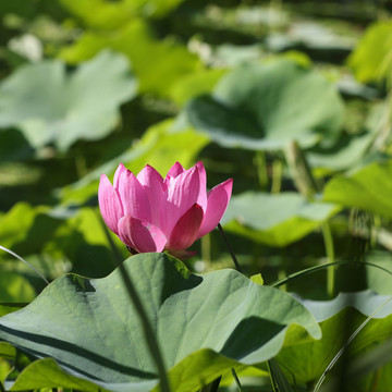 荷花