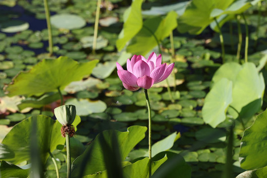 荷花