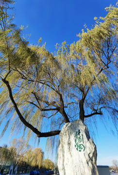 北京什剎海風(fēng)光