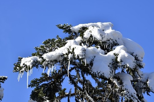 冷杉積雪