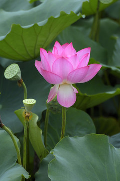 荷花