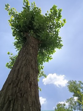 綠樹