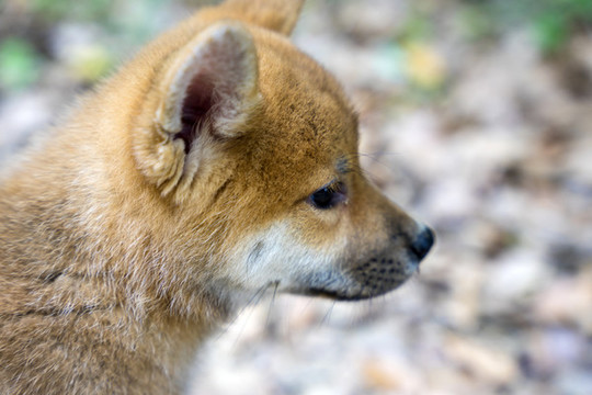 小柴犬頭部特寫