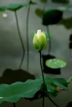 白色荷蕾