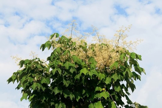 梧桐樹
