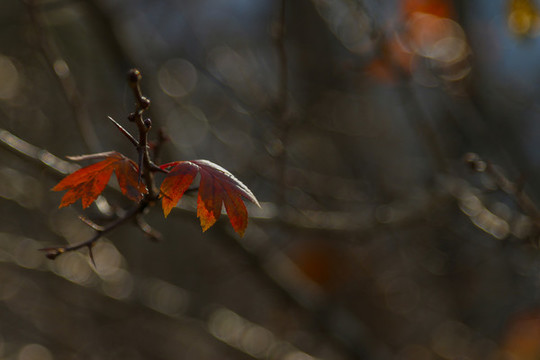 紅葉