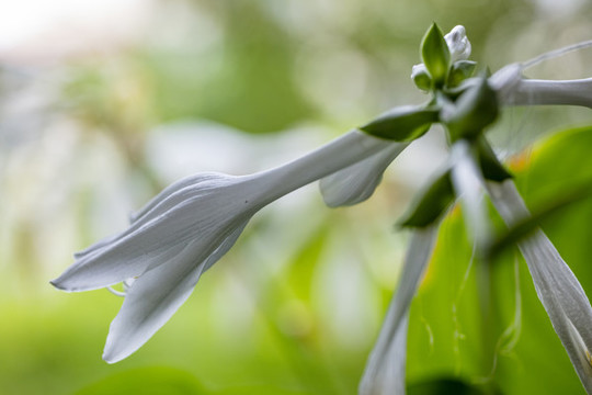 玉簪花