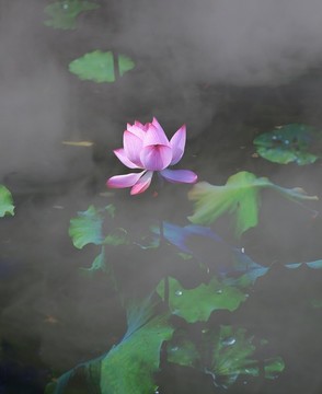 嬋意荷花