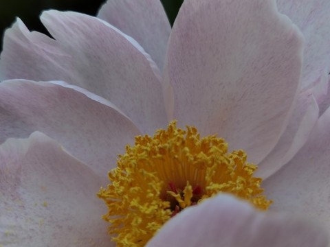 芍藥花