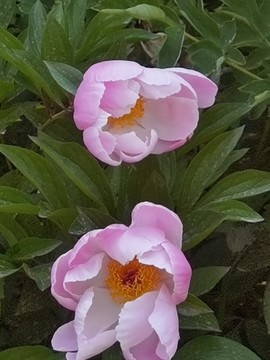 芍藥花