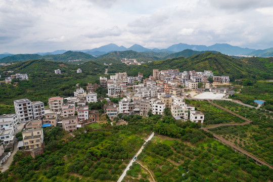 高州根子大塘村貢園荔枝種植